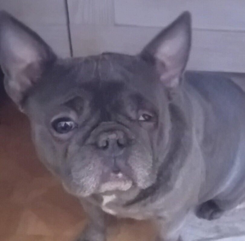 Elbląg Oddam suczkie rasy buldog francuski za darmo. piesek bardzo przyjazny do zwierząt jak i dzieci bardzo przepada