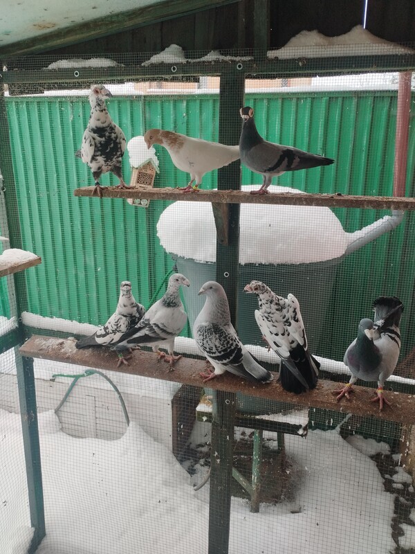 Elbląg SPRZEDAM GOŁĘBIE