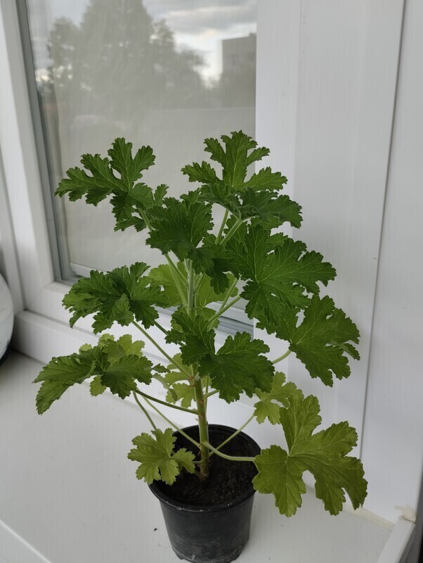 Elbląg Sprzedam anginkę-geranium. Cena 15 zł. Ta roślinka ma właściwości m. in. przeciwzapalne, przeciwbakteryjne,
