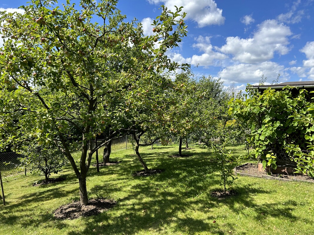 Elbląg Działka ROD 380 m2 Bielany &ndash; podpiwniczona altana, prąd, woda, nasadzenia