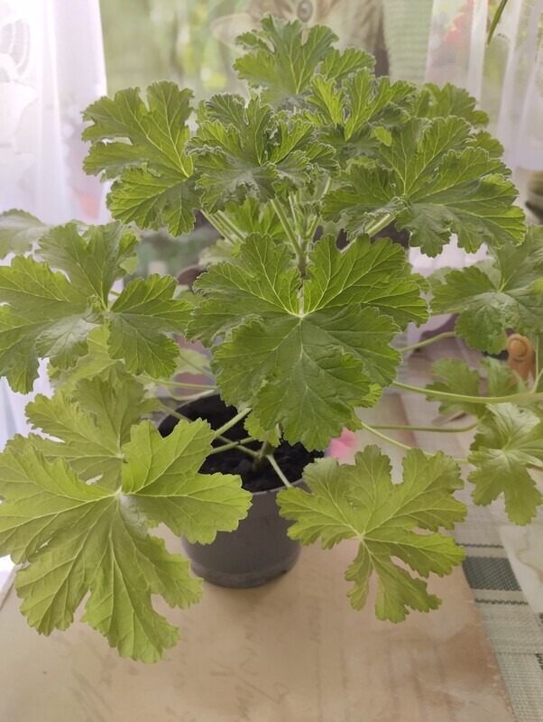 Elbląg Sprzedam anginkę-geranium. Cena 20 zł. Ta roślinka ma właściwości m. in. przeciwzapalne, przeciwbakteryjne,