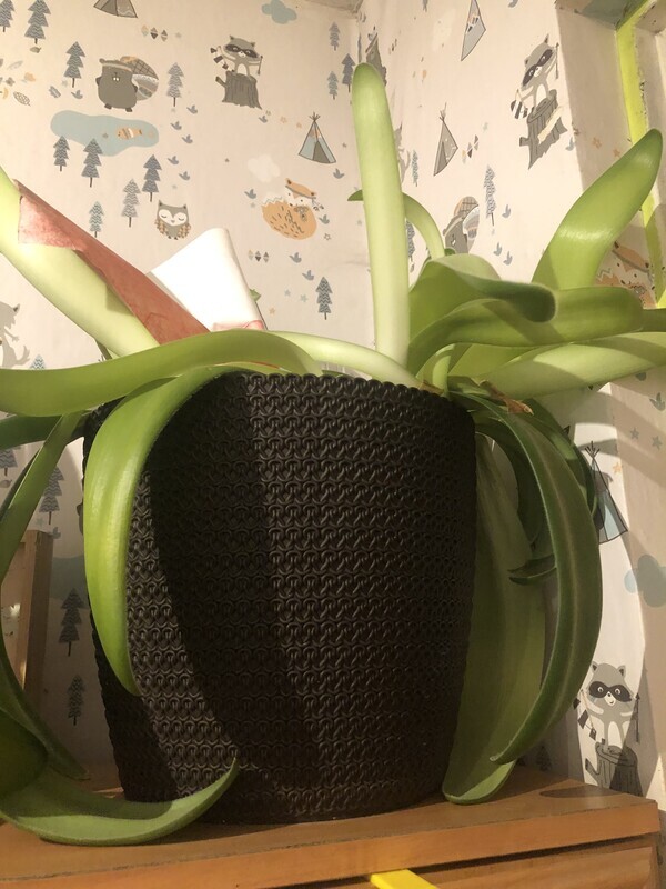 Elbląg Witam odam za 600 zł 2 duże kwiaty z doniczkami