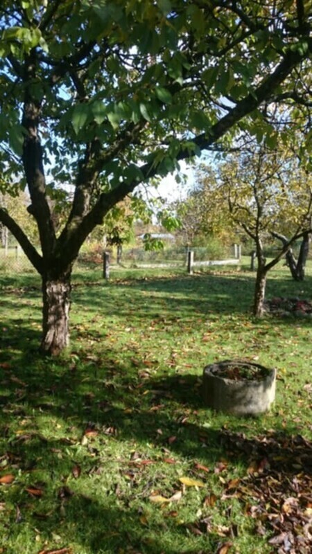 Elbląg 🌳 Sprzedam działkę 506 m² z altaną, piwnicą i drzewkami owocowymi! 🌞Na działce znajduje