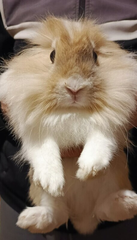 Elbląg Sprzedam królika z książeczką, oraz całym wyposażeniem. Królik wymaga uwagi oraz uwielbia biegać po mieszkaniu.