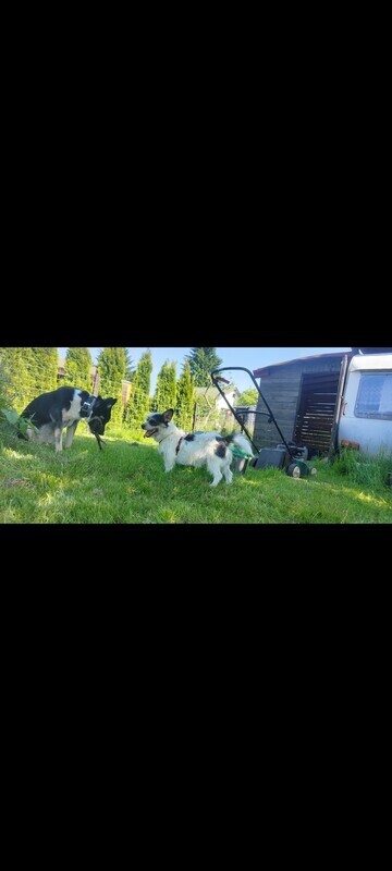 Elbląg Sprzedam działkę rod w Elblągu. Działka ma 497 M2 prostokątna na płaskim terenie na działce znajduje się