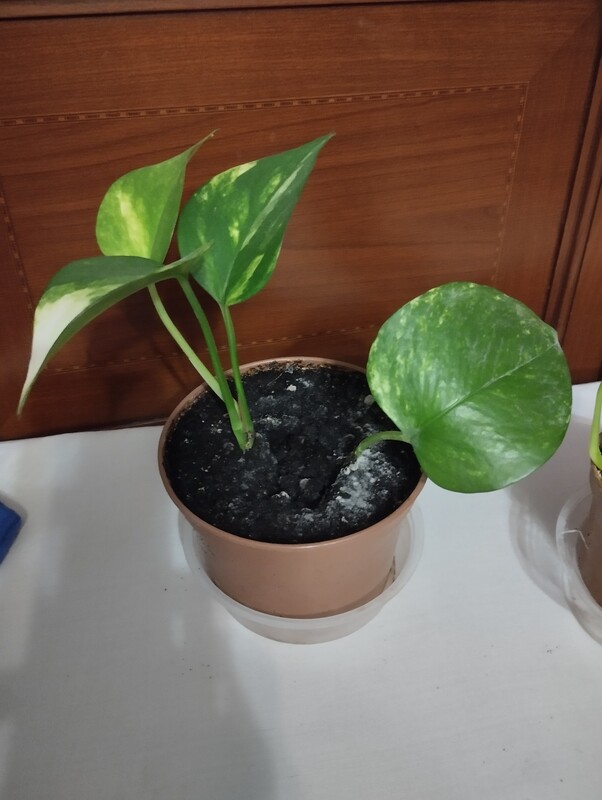 Elbląg Sprzedam sadzonkę epipremnum złociste. Cena 8 zł.