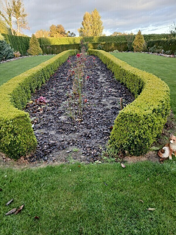 Elbląg Sprzedam piękny żywopłot z bukszpanu wys. 55-60cm. Szer
40-45cm.