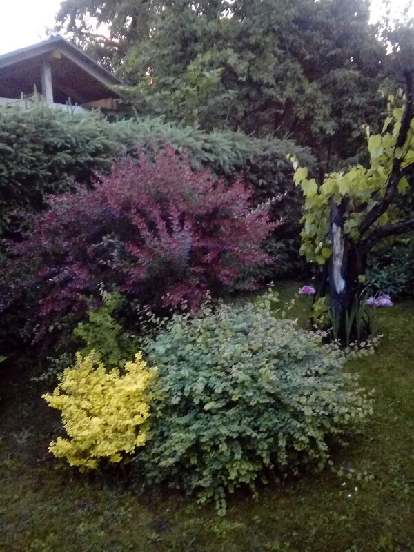 Elbląg Sprzedam działkę ROD w dogodnej lokalizacji. 