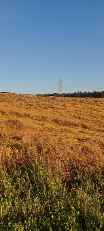 Elbląg Sprzedam 3 tony owsa z tegorocznych zbiorów czysty, suchy, zworkwany