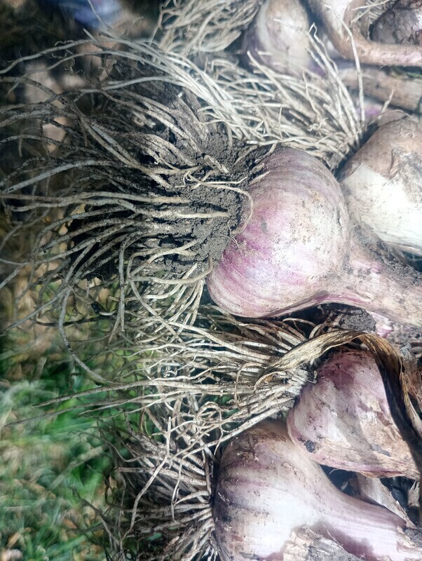 Elbląg Sprzedam czosnek Harnaś z własnej uprawy
Okolice Elblągacenacza główki od 1 zł
Cena za kg 30 zł.