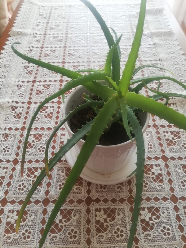 Elbląg Kwiat aloes sprzedam