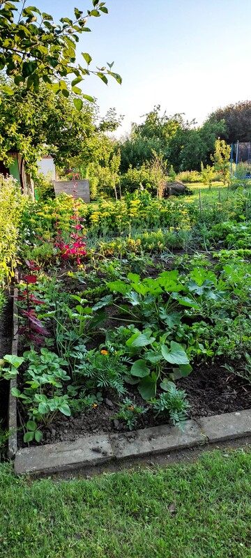 Elbląg SPRZEDAM DZIAŁKĘ ROD ŻWIRKI I WIGURY UL. SKRZYDLATA Powierzchnia 344 m2,działka ogrodzona, prąd