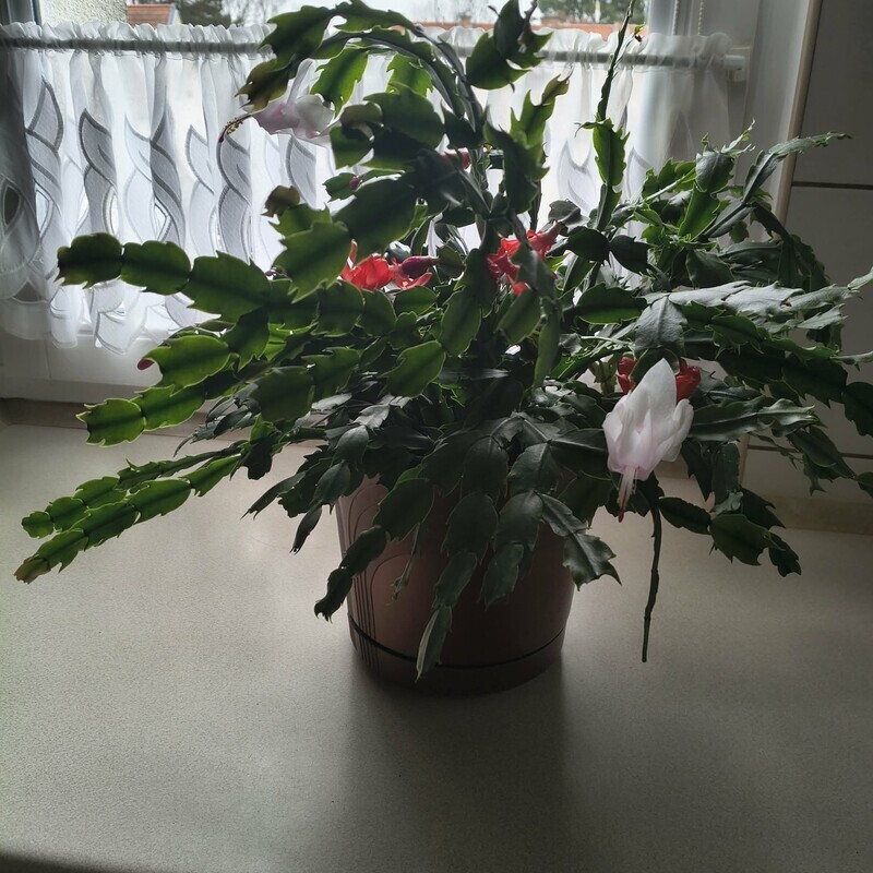 Elbląg Oddam te kwiaty za paczkę kawy ziarnistej.