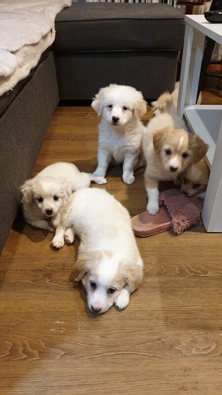 Elbląg Szczeniaczek kundelek szuka kochającego domu. Więcej informacji podam zainteresowanej osobie.