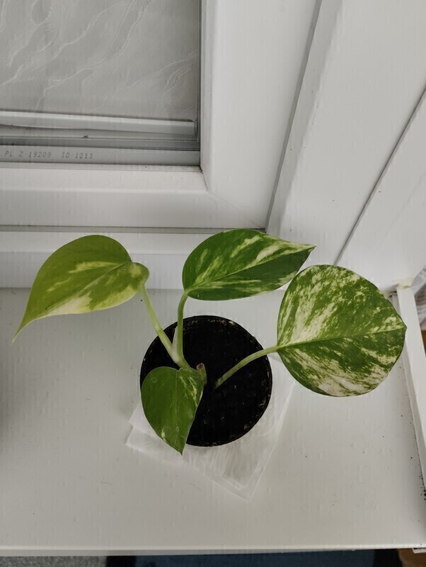 Elbląg Sprzedam sadzonkę epipremnum złociste. Cena 8 zł.