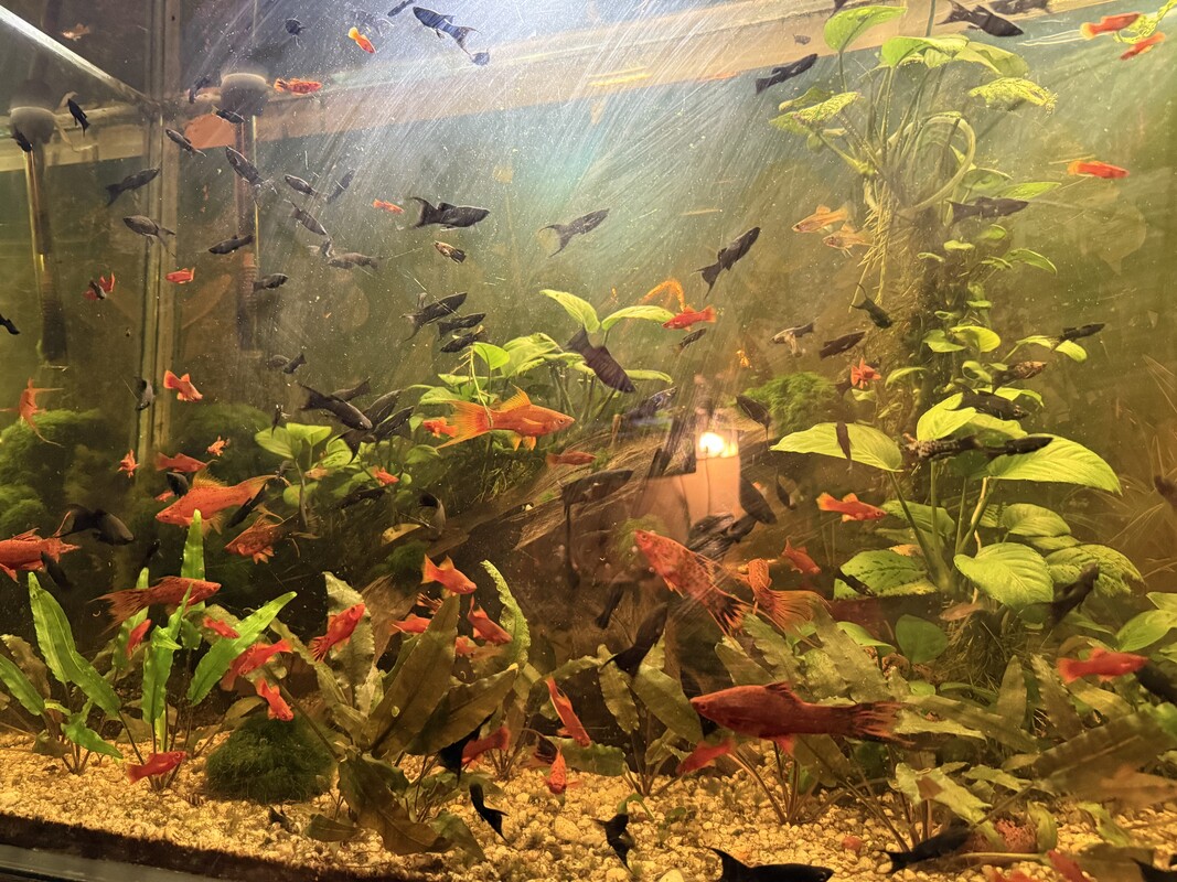 Elbląg Dzień dobry. Sprzedam kompletne akwarium z wyposażeniem, szafką i rybkami Wymiary 120x60x40  cena 1000 zł