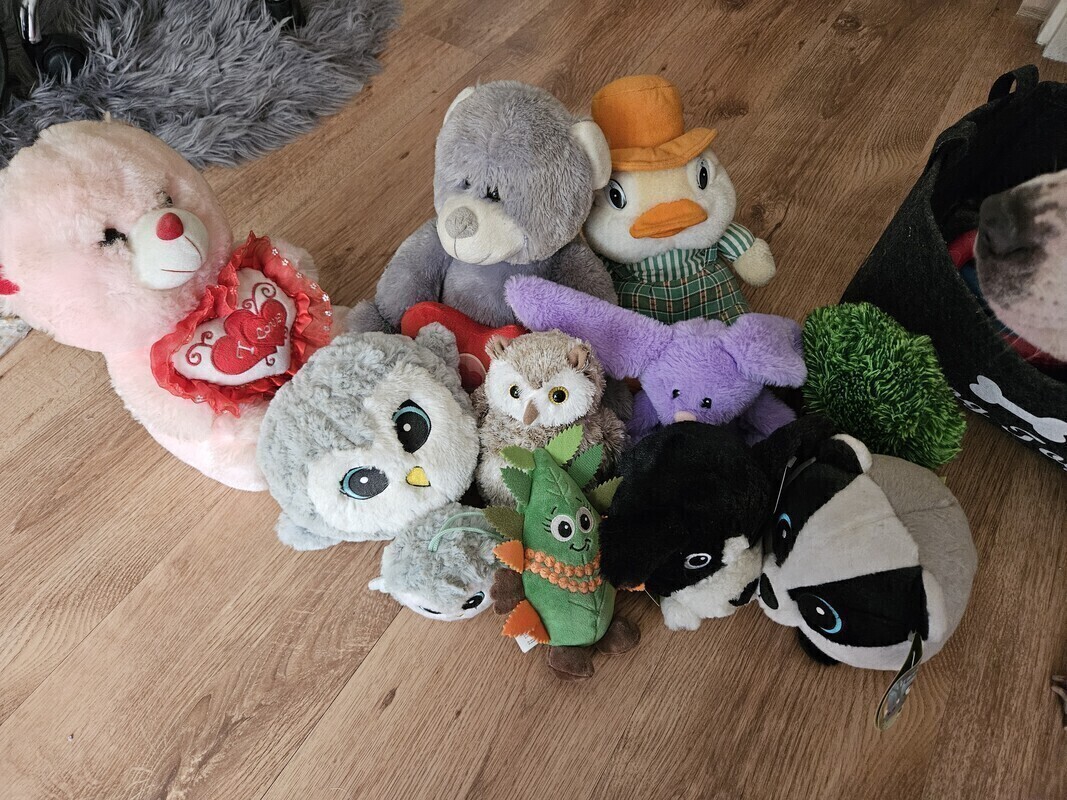 Elbląg Oddam misie pluszowe za paczkę kawy.