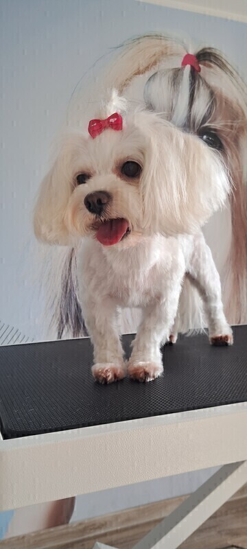 Elbląg 🐾 Psi fryzjer SOFII zaprasza! 🐶 15% rabatu na pierwszą wizytę!