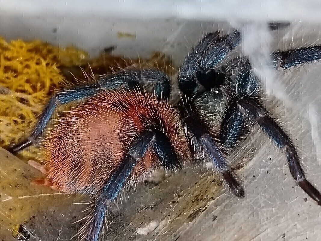 Elbląg Witam. Sprzedam cześć hodowli. 
Parahybana ok 6 dc samica 200 zl
P. Cambridgei L6 ns  60 zl
A. Geniculata ok