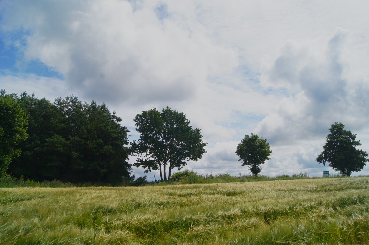Elbląg 🌳 Atrakcyjne działki k. Elbląga – 6 km od miasta, KOMFORTOWE MIEJSCE DO ŻYCIA 🌳Elbląskie