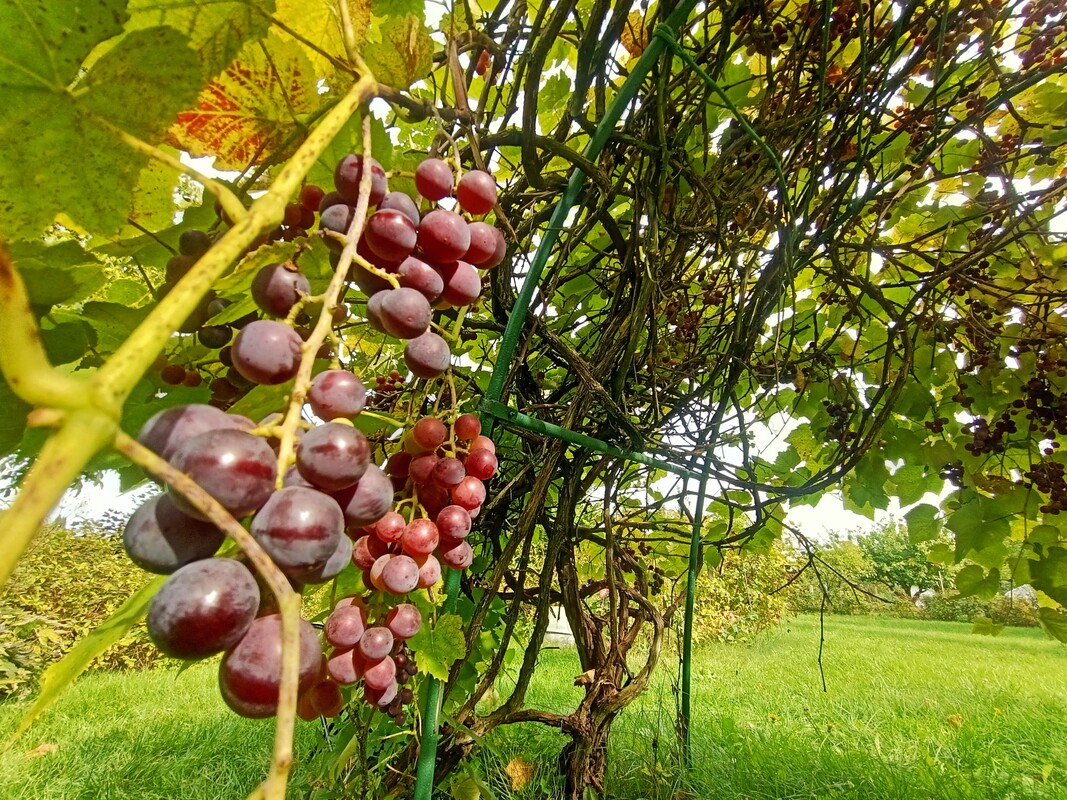 Elbląg 🌳 DZIAŁKA REKREACYJNO-WYPOCZYNKOWA ROD ELBLĄG UL. KOŚCIUSZKI 🌞DUŻA 560m2 z altanką i wodą