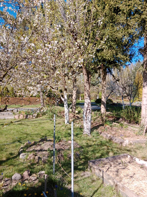 Elbląg Sprzedam działkę (ogródek dziłakowy) 471 M2 ROD Na Wzgórzu przy ul, Wyżynnej. Na działce altana,