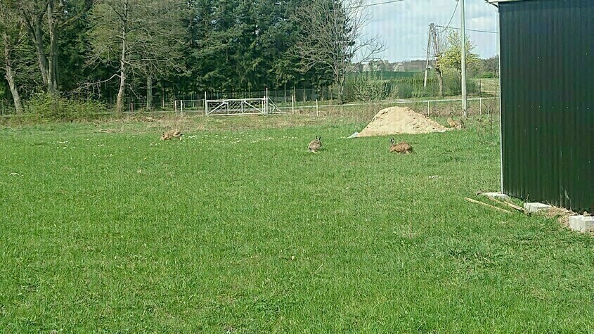 Elbląg SPRZEDAM na WYSOCZYŹNIE DZIAŁKI 0 POW 1085 I 1650 M2 POD BUDOWĘ Z WARUNKAMI POD