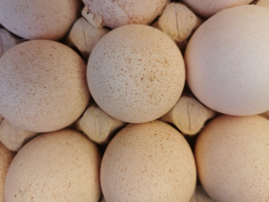 Elbląg Sprzedam jajka indycze
Większe od kurzych i bardziej wartościowe
Z wolnego wybiegu
Cena 1 złoty za sztukę, a