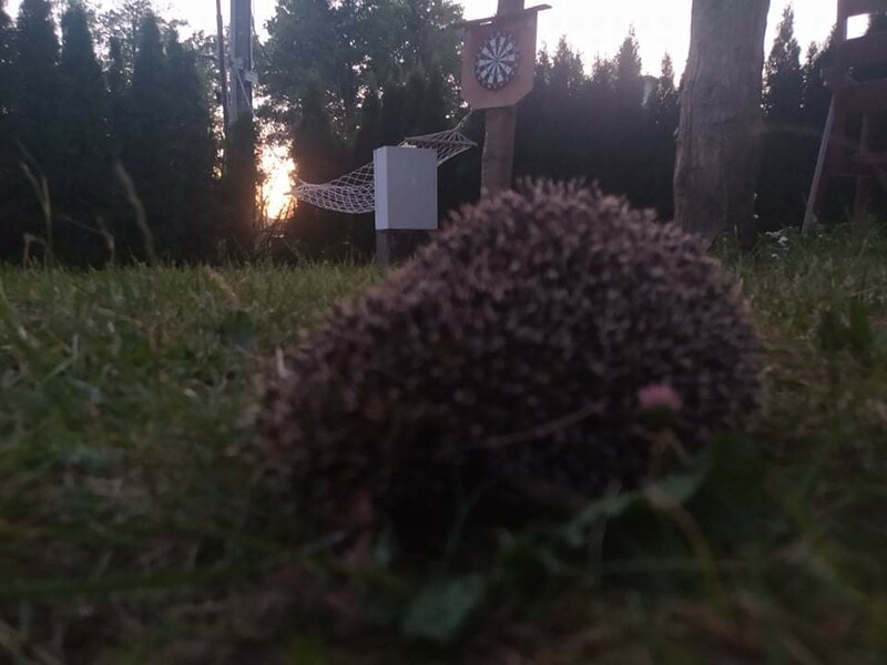 Elbląg Wynajmę domek w Balewie k. Dzierzgonia 45 km od Elbląga. Idealny na spokojne wakacje, Cisza spokój, bliskość
