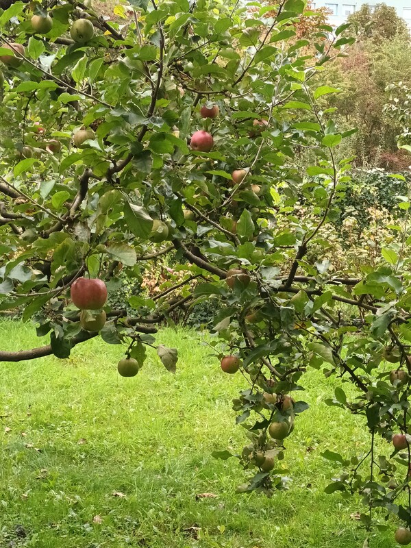 Elbląg Sprzedam dom jednorodzinny w zabudowie bliźniaczej na ul. Narutowicza. Najbardziej pożądana lokalizacja w