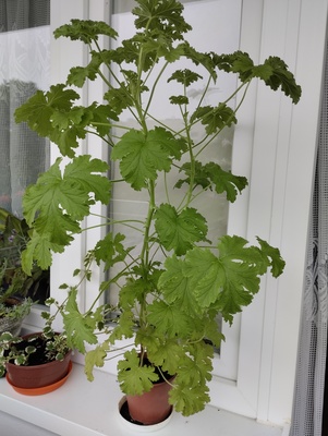 Elbląg Sprzedam anginkę - 50 zł. Kwiat bez doniczki ma 75 cm.