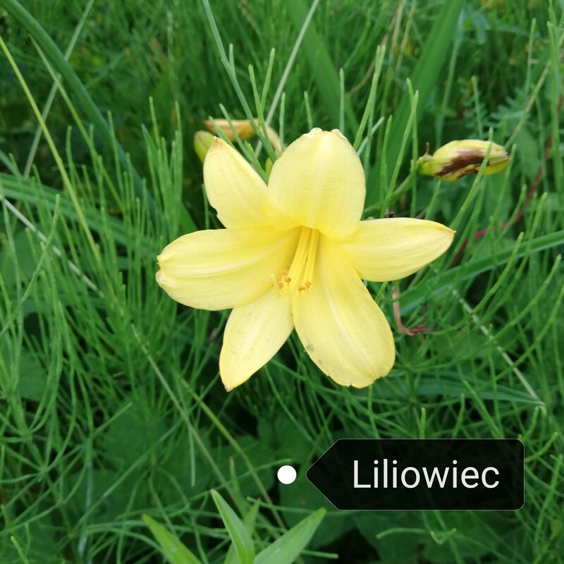 Elbląg Sprzedam byliny. Sadzonki 2 letnie w doniczkach p9.