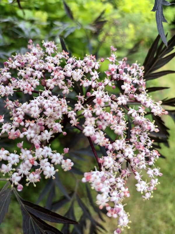 Elbląg Sprzedam dom jednorodzinny w zabudowie bliźniaczej na ul. Narutowicza. Najbardziej pożądana lokalizacja w