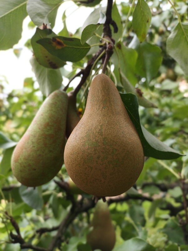 Elbląg Sprzedam dom jednorodzinny w zabudowie bliźniaczej na ul. Narutowicza. Najbardziej pożądana lokalizacja w