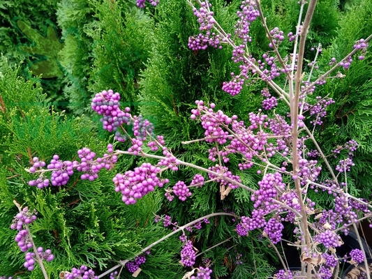 Elbląg ukorzeniona sadzonka pięknotki    /callicarpa bodinieri    /odbiór osobisty - nie wysyłam