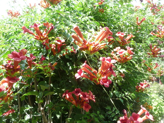 Elbląg sadzonki milina amerykańskiego - kolor czerwony. Odbiór osobisty