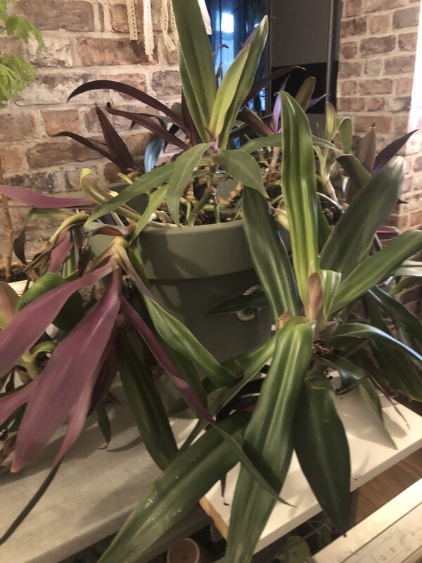 Elbląg Witam odam za 600 zł 2 duże kwiaty z doniczkami