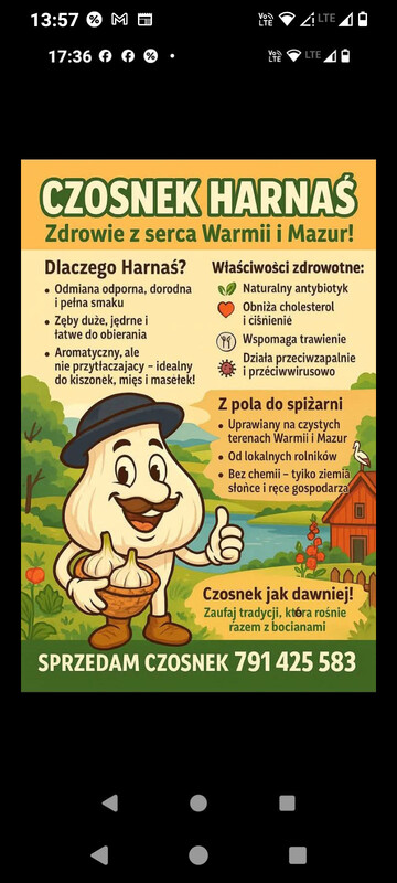 Elbląg Sprzedam czosnek Harnaś z własnej uprawy
Okolice Elblągacenacza główki od 1 zł
Cena za kg 30 zł.