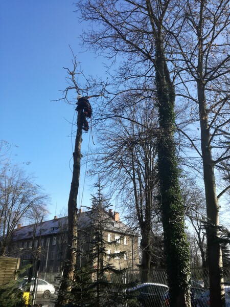 Elbląg 🌳 Wycinamy i pielęgnujemy drzewa w miejscach trudno dostępnych 🌳Podcinamy drzewa owocowe,