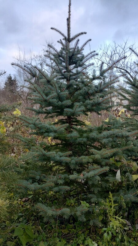 Elbląg Witam mam na sprzedaż choinki na święta, drzewka rosną od początku w doniczkach w ziemi. Są to drzewka Świerk