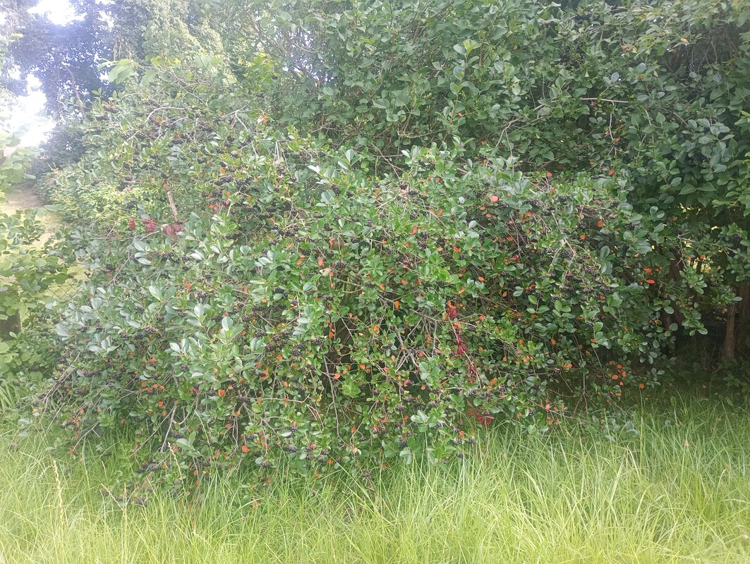 Elbląg Sprzedam dzialke na bielanach. Podprowadzona woda oraz prad. Altana z aneksem kuchennym plus wpelni sprawna