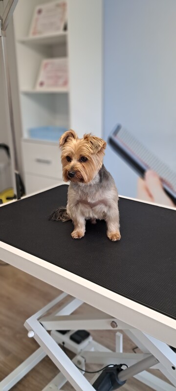 Elbląg 🐾 Psi fryzjer SOFII zaprasza! 🐶 15% rabatu na pierwszą wizytę!