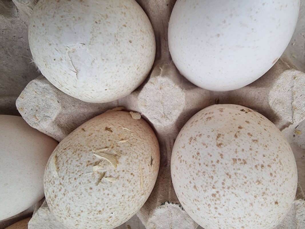 Elbląg Sprzedam jajka indycze
Większe od kurzych i bardziej wartościowe
Z wolnego wybiegu
Cena 1 złoty za sztukę, a