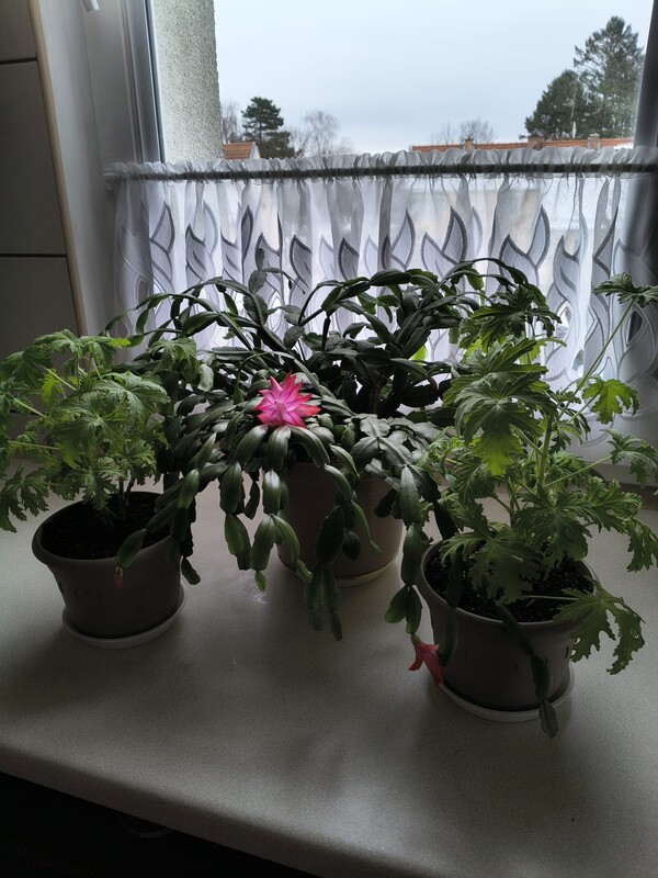 Elbląg Grudnik różowe kwiaty 1 doniczka + 2 doniczki geranium / anginka/ oddam za paczke kawy ziarnistej lawazza op 1 kg