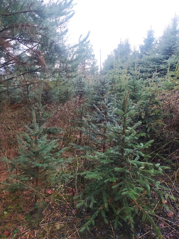 Elbląg Sprzedam choinki. Oferuję na sprzedaż świeże, zielone choinki świąteczne. Drzewka są wysokiej jakości, dobrze