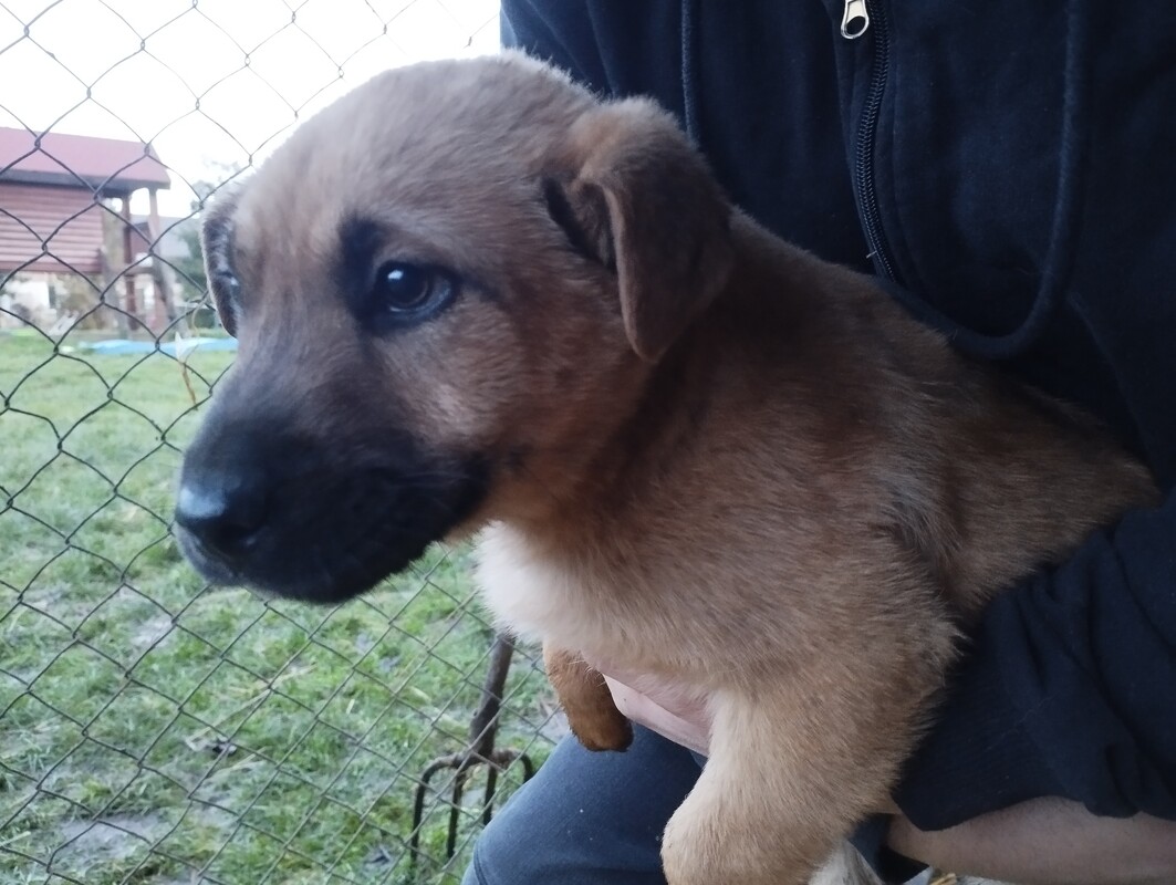 Elbląg Oddam za darmo czteromiesięczne pieski