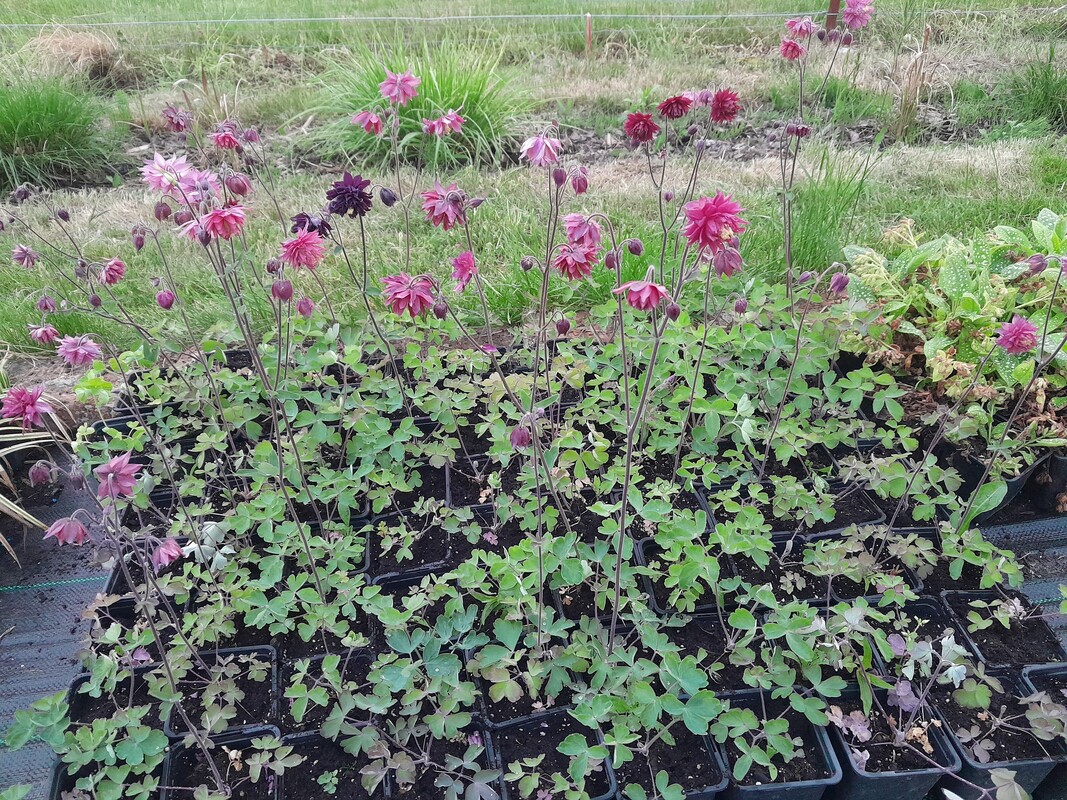 Elbląg Sprzedam byliny. Sadzonki 2 letnie w doniczkach p9.