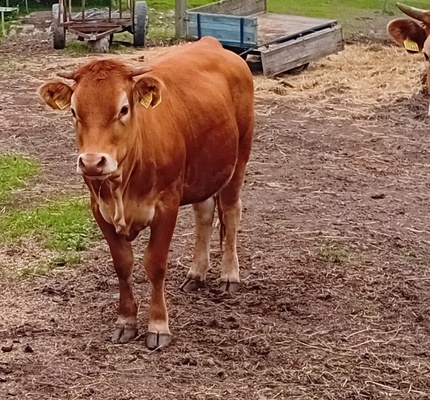 Elbląg Sprzedam jałówki rasy limusen wiek 13 miesięcy waga 350 kg. Cena za sztukę