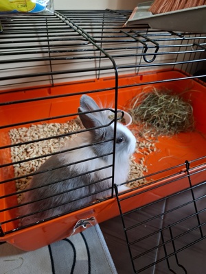 Elbląg Oddam krolika 3 miesięcznego- bez klatki
Za czekoladę