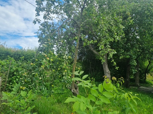 Elbląg 🌳 Sprzedam działkę ROD przy ul. Kościuszki 46 🌞Powierzchnia: 330 mkw | Prąd